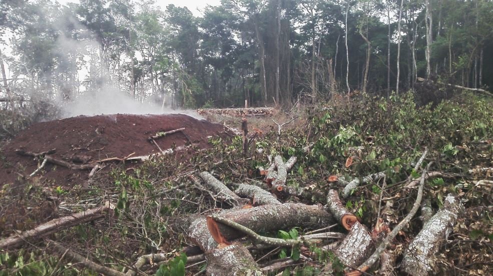 Namyoya Forest: A Protected Reserve Disappearing in Plain Sight & the Institutions That Could Save It
