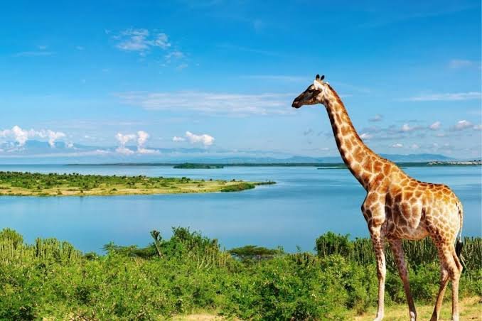 Uganda's Tourism Industry: The Pearl of Africa's Rising Global Destination